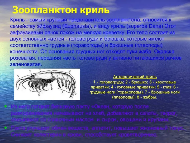 Зоопланктон криль Из него готовят белковую пасту «Океан, которую после размораживания намазывают на