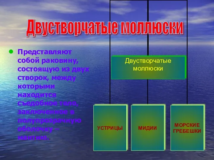 Представляют собой раковину, состоящую из двух створок, между которыми находится съедобное тело, заключенное