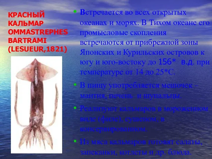 КРАСНЫЙ КАЛЬМАР OMMASTREPHES BARTRAMI (LESUEUR,1821) Встречается во всех открытых океанах и морях. В