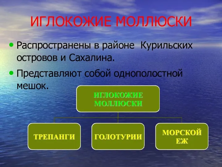 ИГЛОКОЖИЕ МОЛЛЮСКИ Распространены в районе Курильских островов и Сахалина. Представляют собой однополостной мешок.