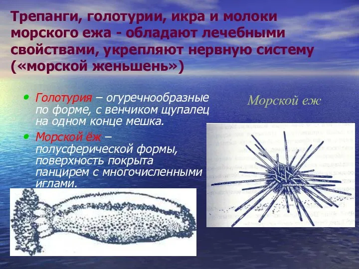 Трепанги, голотурии, икра и молоки морского ежа - обладают лечебными свойствами, укрепляют нервную