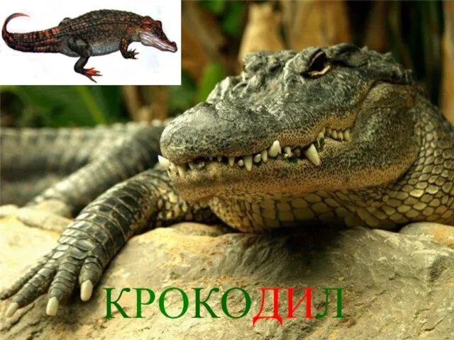 КРОКОДИЛ