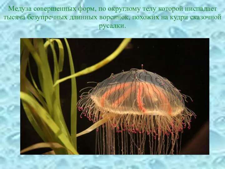 Медуза совершенных форм, по округлому телу которой ниспадает тысяча безупречных длинных ворсинок, похожих