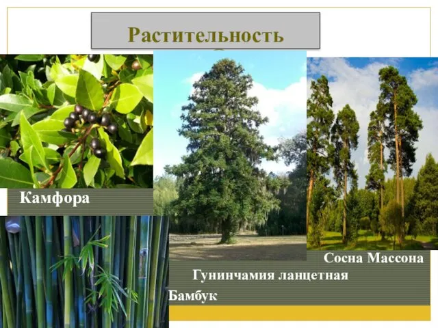 Растительность Камфора Сосна Массона Гунинчамия ланцетная Бамбук