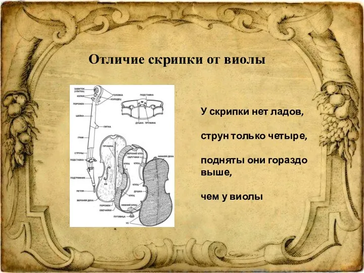 Отличие скрипки от виолы У скрипки нет ладов, струн только