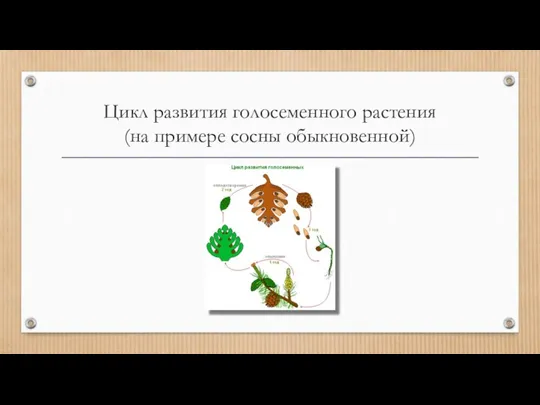 Цикл развития голосеменного растения (на примере сосны обыкновенной)