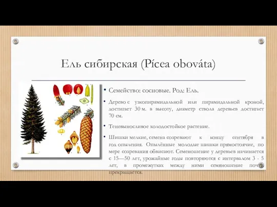 Ель сибирская (Pícea obováta) Семейство: сосновые. Род: Ель. Дерево с