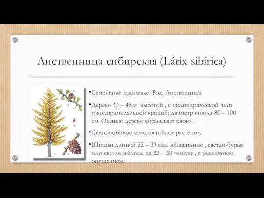 Лиственница сибирская (Lárix sibírica) Семейство: сосновые. Род: Лиственница. Дерево 30