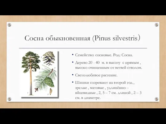 Сосна обыкновенная (Pinus silvestris） Семейство: сосновые. Род: Сосна. Дерево 20