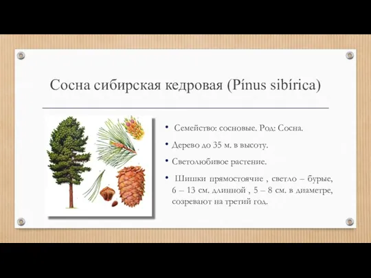 Сосна сибирская кедровая (Pínus sibírica) Семейство: сосновые. Род: Сосна. Дерево