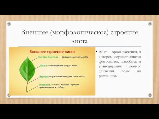 Внешнее (морфологическое) строение листа Лист – орган растения, в котором