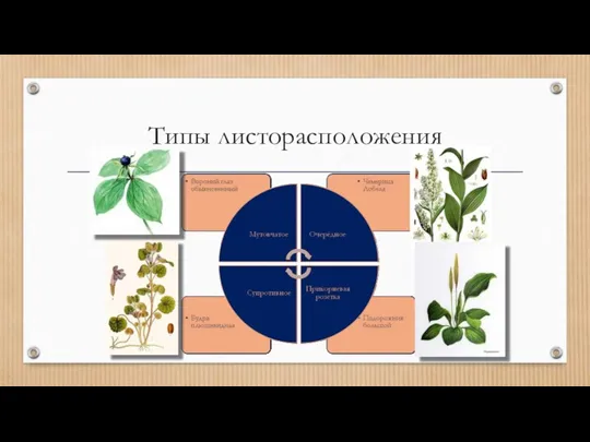 Типы листорасположения