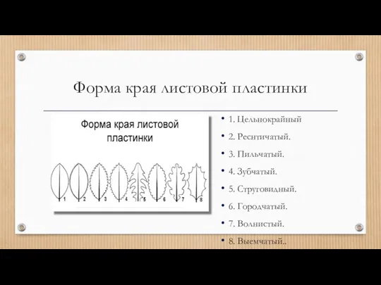 Форма края листовой пластинки 1. Цельнокрайный 2. Реснтичатый. 3. Пильчатый.