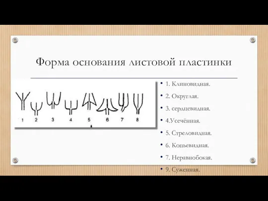 Форма основания листовой пластинки 1. Клиновидная. 2. Округлая. 3. сердцевидная.