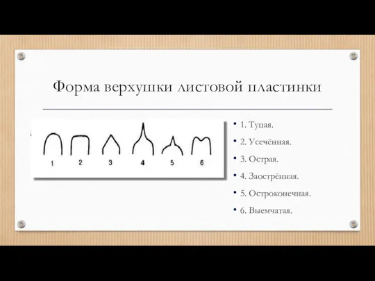 Форма верхушки листовой пластинки 1. Тупая. 2. Усечённая. 3. Острая. 4. Заострённая. 5. Остроконечная. 6. Выемчатая.