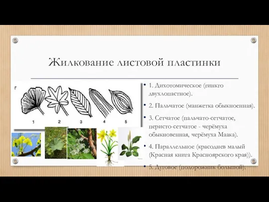 Жилкование листовой пластинки 1. Дихотомическое (гинкго двухлопастное). 2. Пальчатое (манжетка