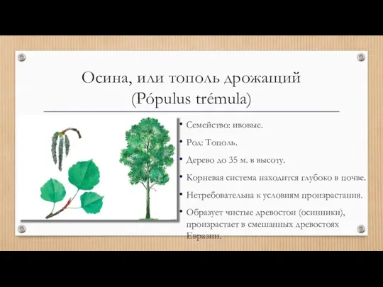 Осина, или тополь дрожащий (Pópulus trémula) Семейство: ивовые. Род: Тополь.