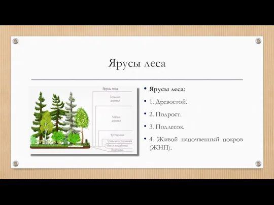 Ярусы леса Ярусы леса: 1. Древостой. 2. Подрост. 3. Подлесок. 4. Живой напочвенный покров (ЖНП).