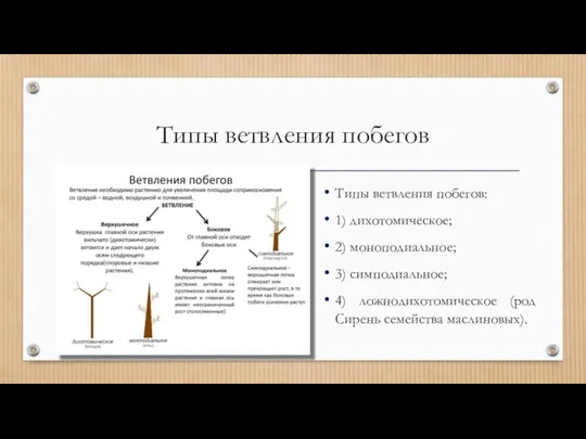 Типы ветвления побегов Типы ветвления побегов: 1) дихотомическое; 2) моноподиальное;