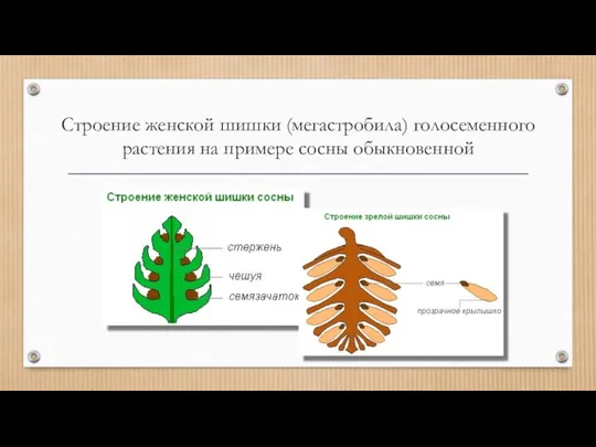 Строение женской шишки (мегастробила) голосеменного растения на примере сосны обыкновенной