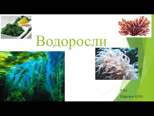 Презентация по биологии по теме:Водоросли, 6 класс