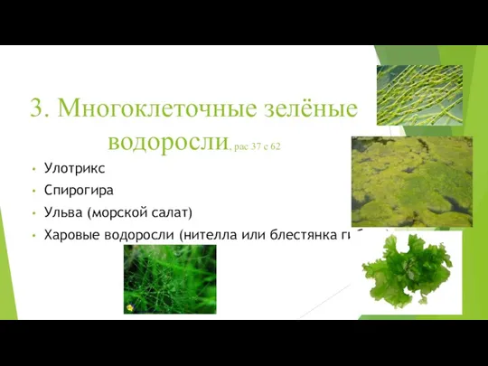 3. Многоклеточные зелёные водоросли, рас 37 с 62 Улотрикс Спирогира