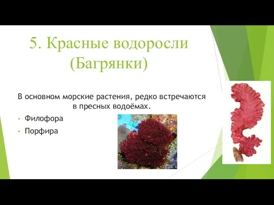 5. Красные водоросли (Багрянки) В основном морские растения, редко встречаются в пресных водоёмах. Филофора Порфира