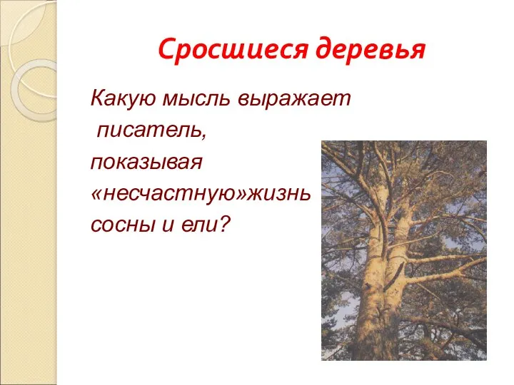 Сросшиеся деревья Какую мысль выражает писатель, показывая «несчастную»жизнь сосны и ели?