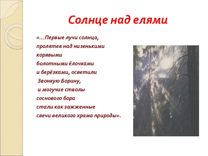 Солнце над елями «…Первые лучи солнца, пролетев над низенькими корявыми болотными ёлочками и