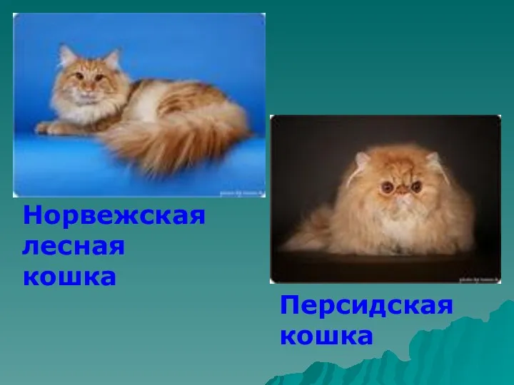 Норвежская лесная кошка Персидская кошка