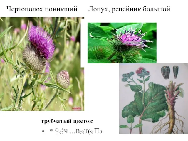Чертополох поникший Лопух, репейник большой трубчатый цветок * ♀♂Ч …В(5)Т(5) П(1)