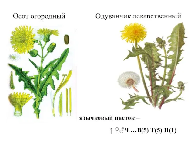 Осот огородный Одуванчик лекарственный язычковый цветок – ↑ ♀♂Ч …В(5) Т(5) П(1)