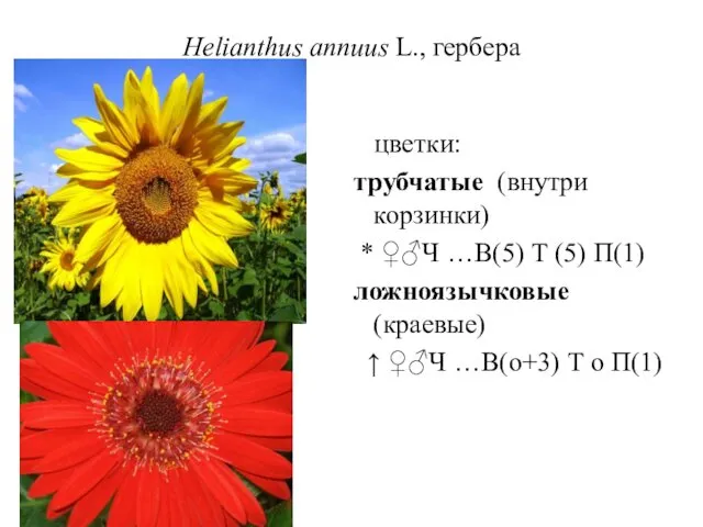 Helianthus annuus L., гербера цветки: трубчатые (внутри корзинки) * ♀♂Ч