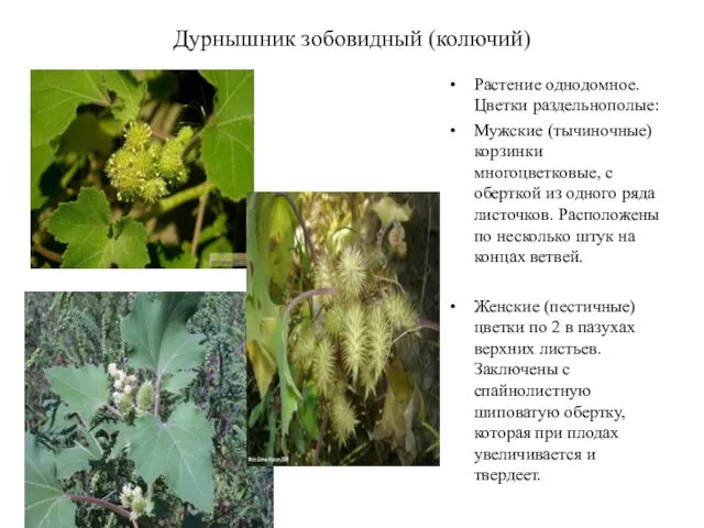 Дурнышник зобовидный (колючий) Растение однодомное. Цветки раздельнополые: Мужские (тычиночные) корзинки