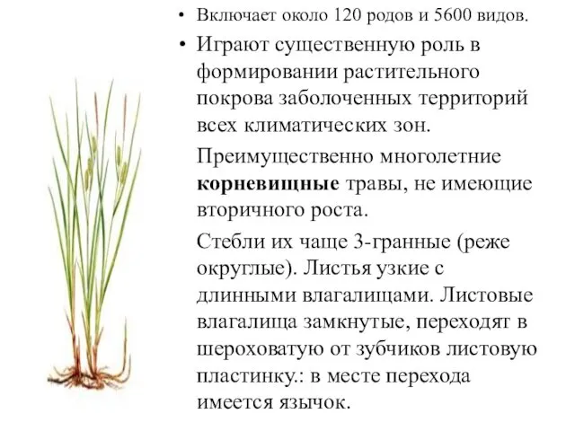 Включает около 120 родов и 5600 видов. Играют существенную роль