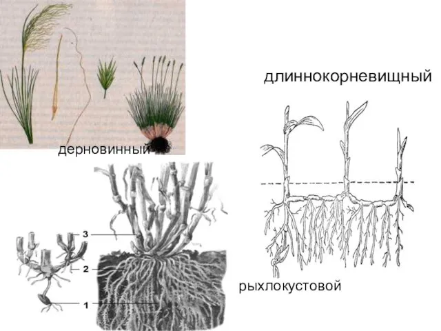 длиннокорневищный дерновинный рыхлокустовой