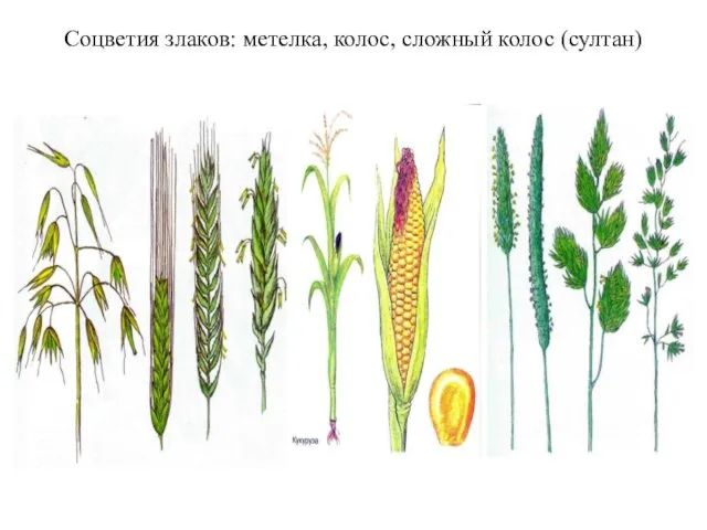 Соцветия злаков: метелка, колос, сложный колос (султан)