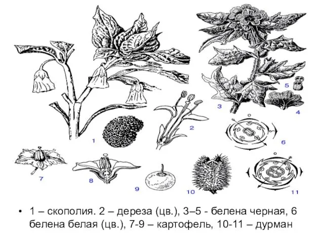 1 – скополия. 2 – дереза (цв.), 3–5 - белена