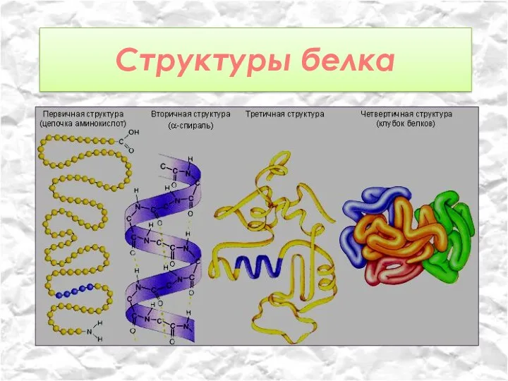 Структуры белка