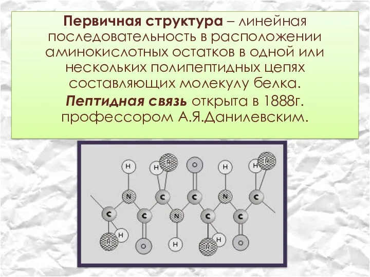 Первичная структура – линейная последовательность в расположении аминокислотных остатков в