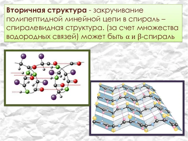 Вторичная структура - закручивание полипептидной линейной цепи в спираль –