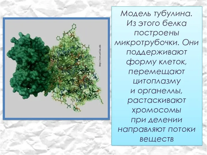 Модель тубулина. Из этого белка построены микротрубочки. Они поддерживают форму