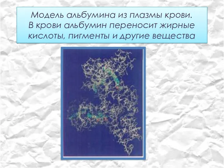 Модель альбумина из плазмы крови. В крови альбумин переносит жирные кислоты, пигменты и другие вещества