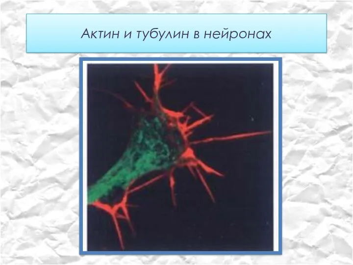 Актин и тубулин в нейронах