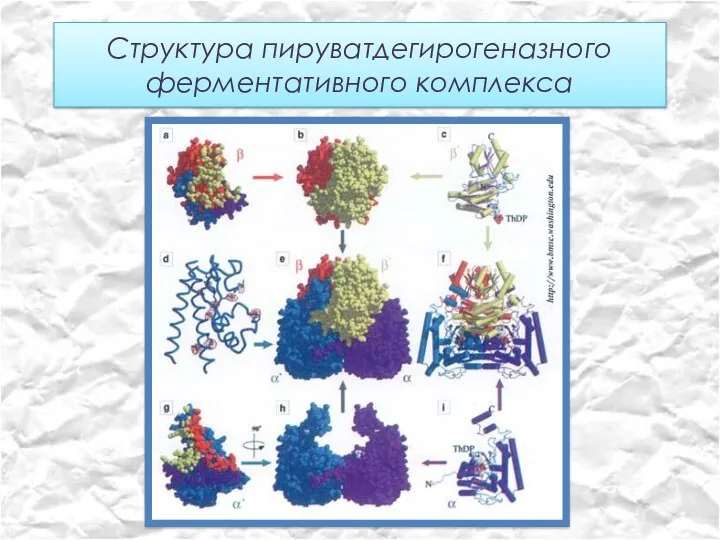 Структура пируватдегирогеназного ферментативного комплекса