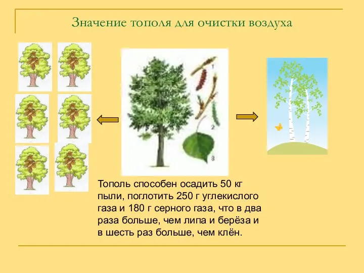 Значение тополя для очистки воздуха Тополь способен осадить 50 кг