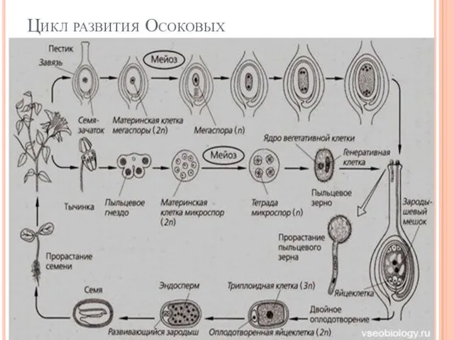 Цикл развития Осоковых