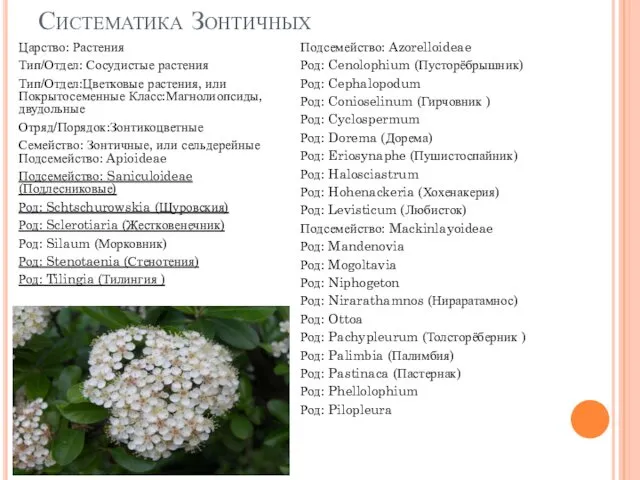 Систематика Зонтичных Царство: Растения Тип/Отдел: Сосудистые растения Тип/Отдел:Цветковые растения, или