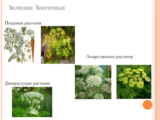 Значение Зонтичных Пищевые растения Лекарственные растения Дикорастущее растения