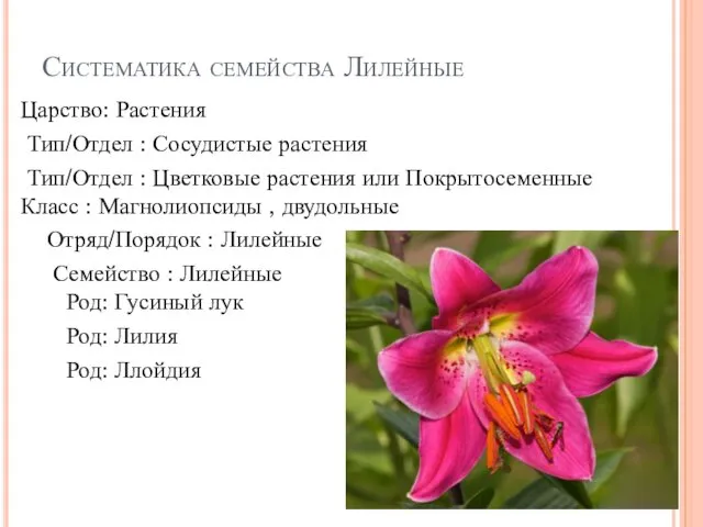 Систематика семейства Лилейные Царство: Растения Тип/Отдел : Сосудистые растения Тип/Отдел : Цветковые растения